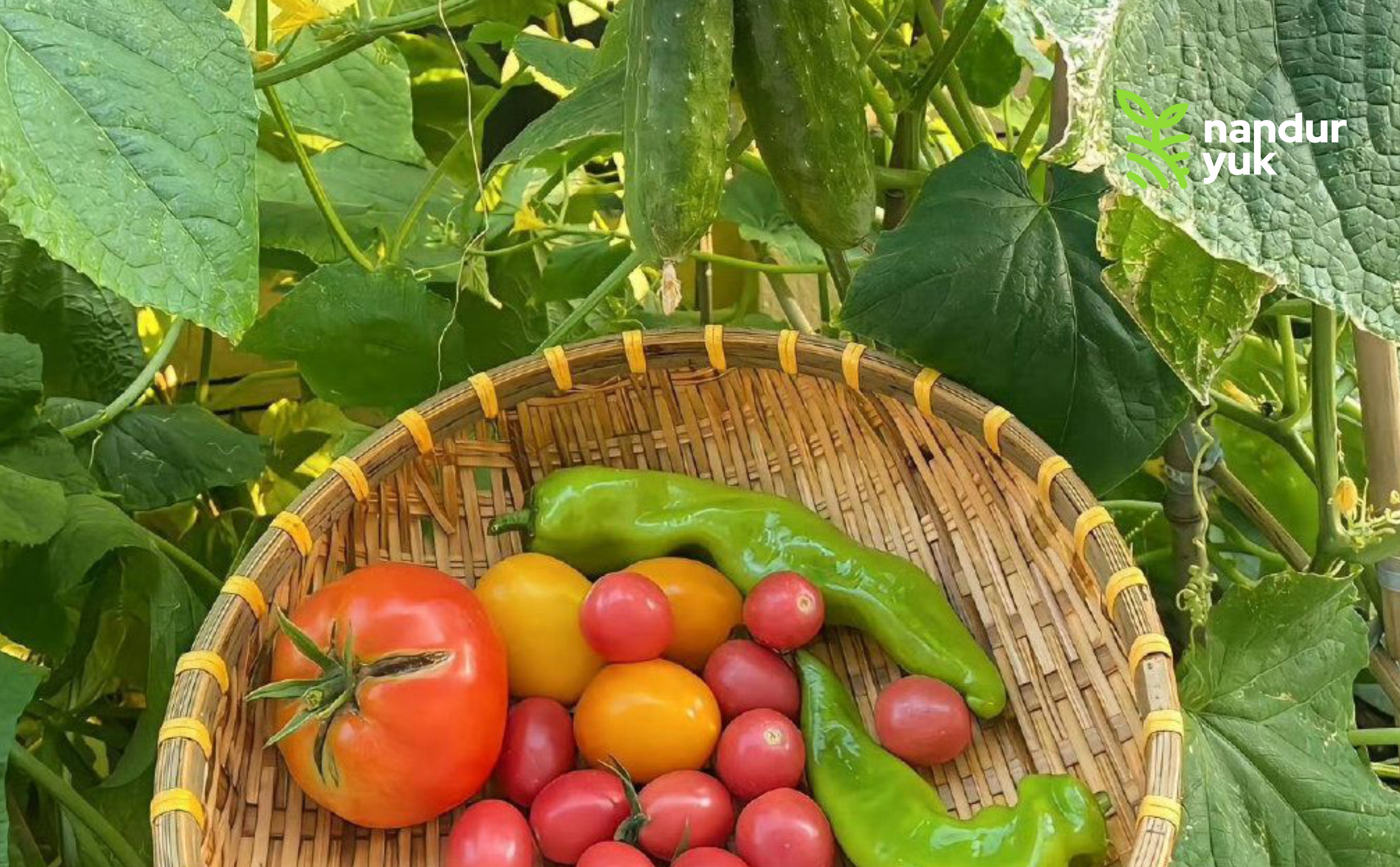 Sayur Segar dari Halaman Kecil: 7 Pilihan Tanaman yang Cocok untuk Kebun Mini
